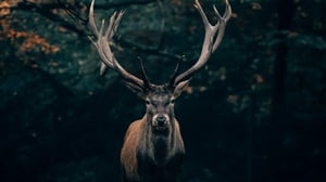 Success-Story-Frankonia